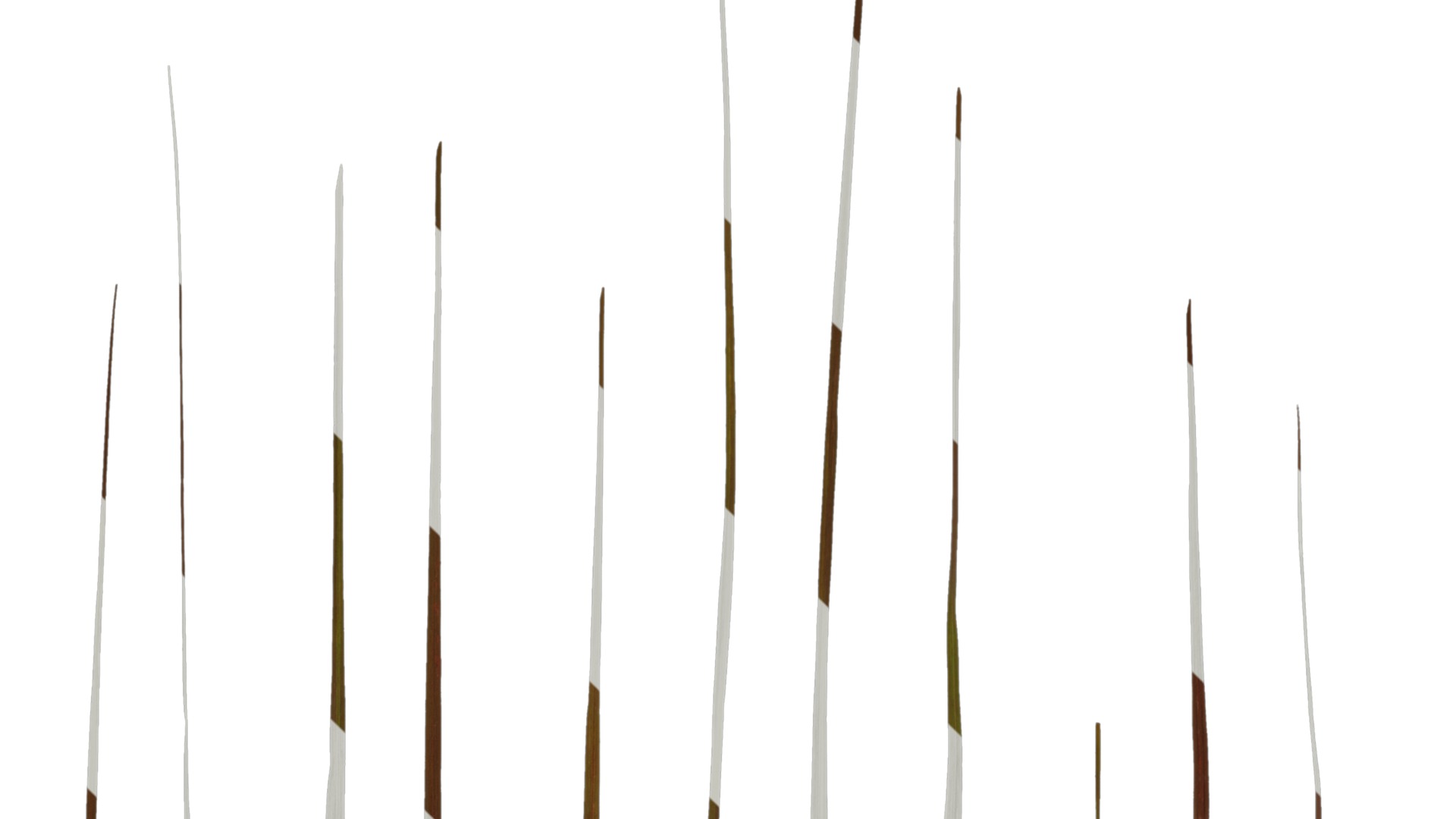 Anydrafts Pennisetum setaceum rubrum Leaf 01 Texture_1