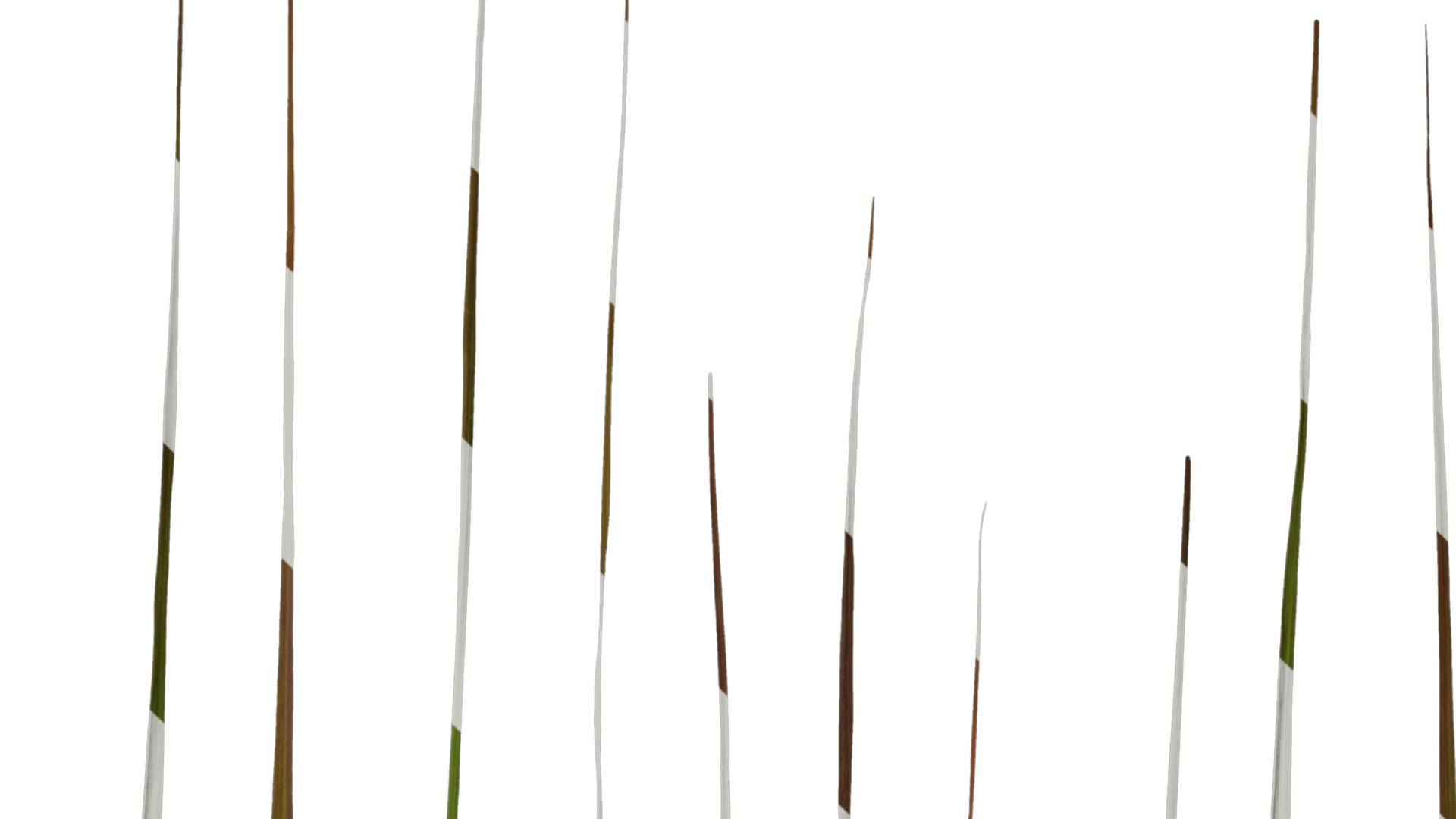 Anydrafts Pennisetum setaceum rubrum Leaf 01 Texture_4