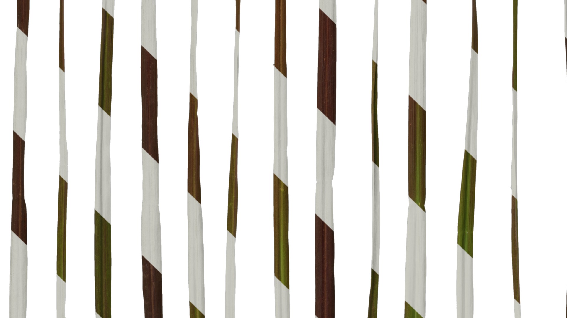 Anydrafts Pennisetum setaceum rubrum Leaf 01 Texture_5