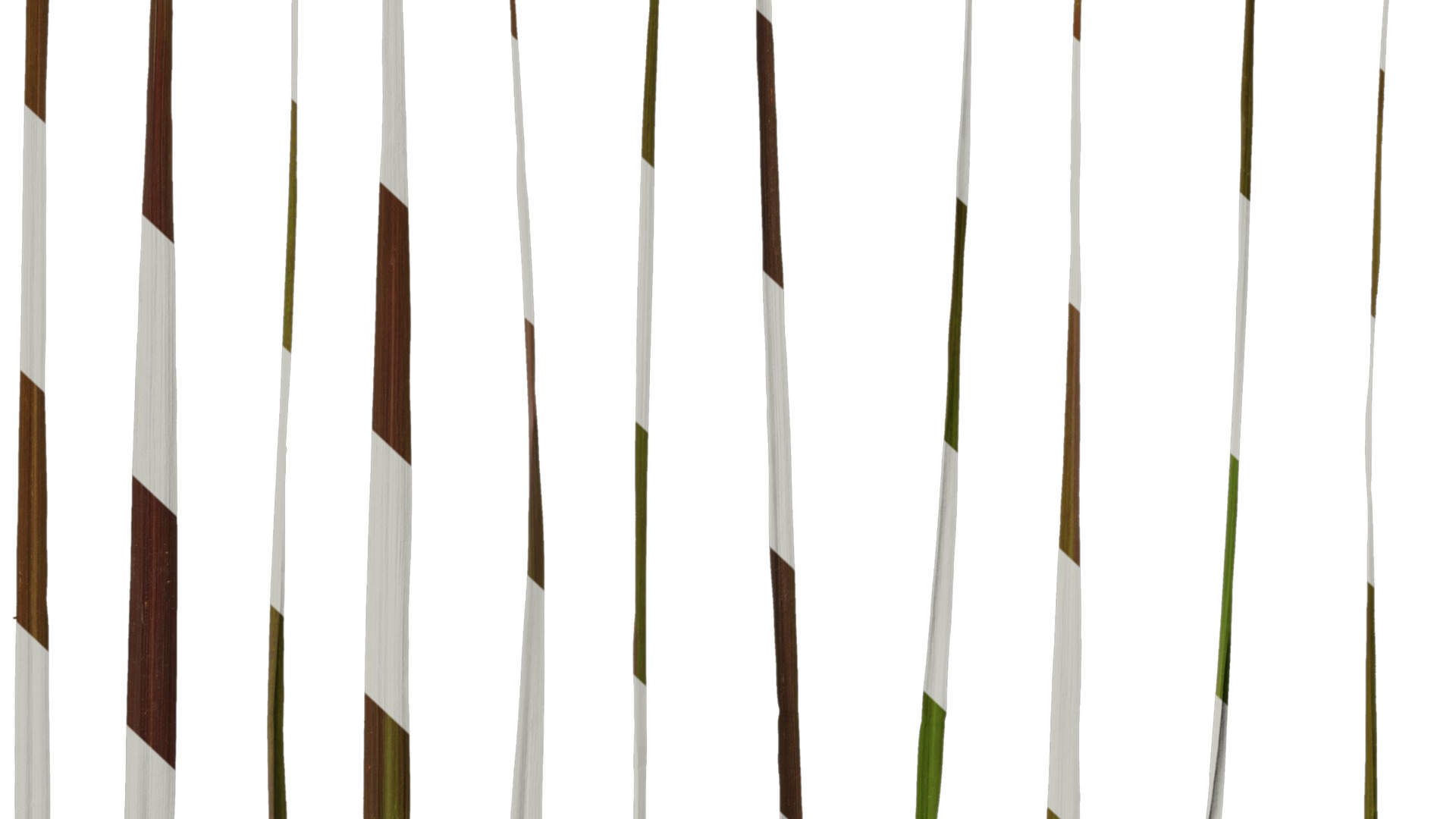 Anydrafts Pennisetum setaceum rubrum Leaf 01 Texture_7