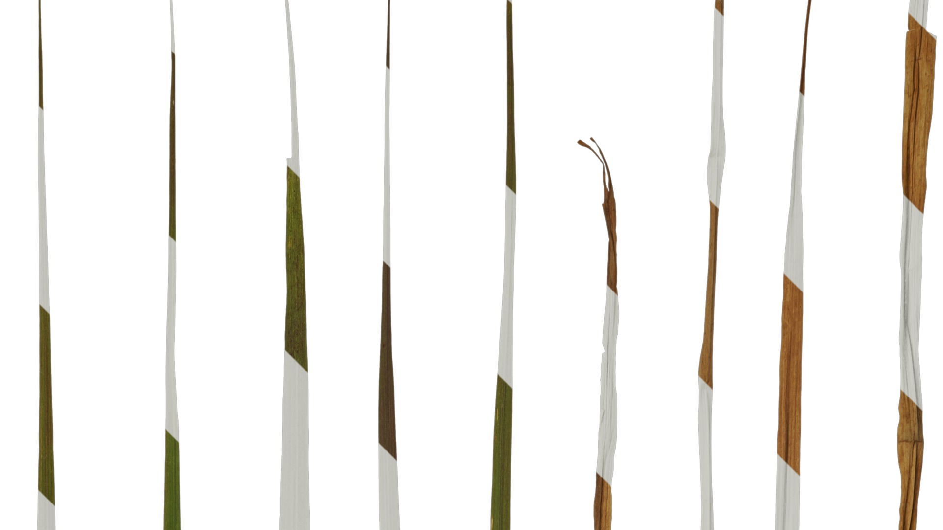 Anydrafts Pennisetum setaceum rubrum Leaf 03 Texture_2