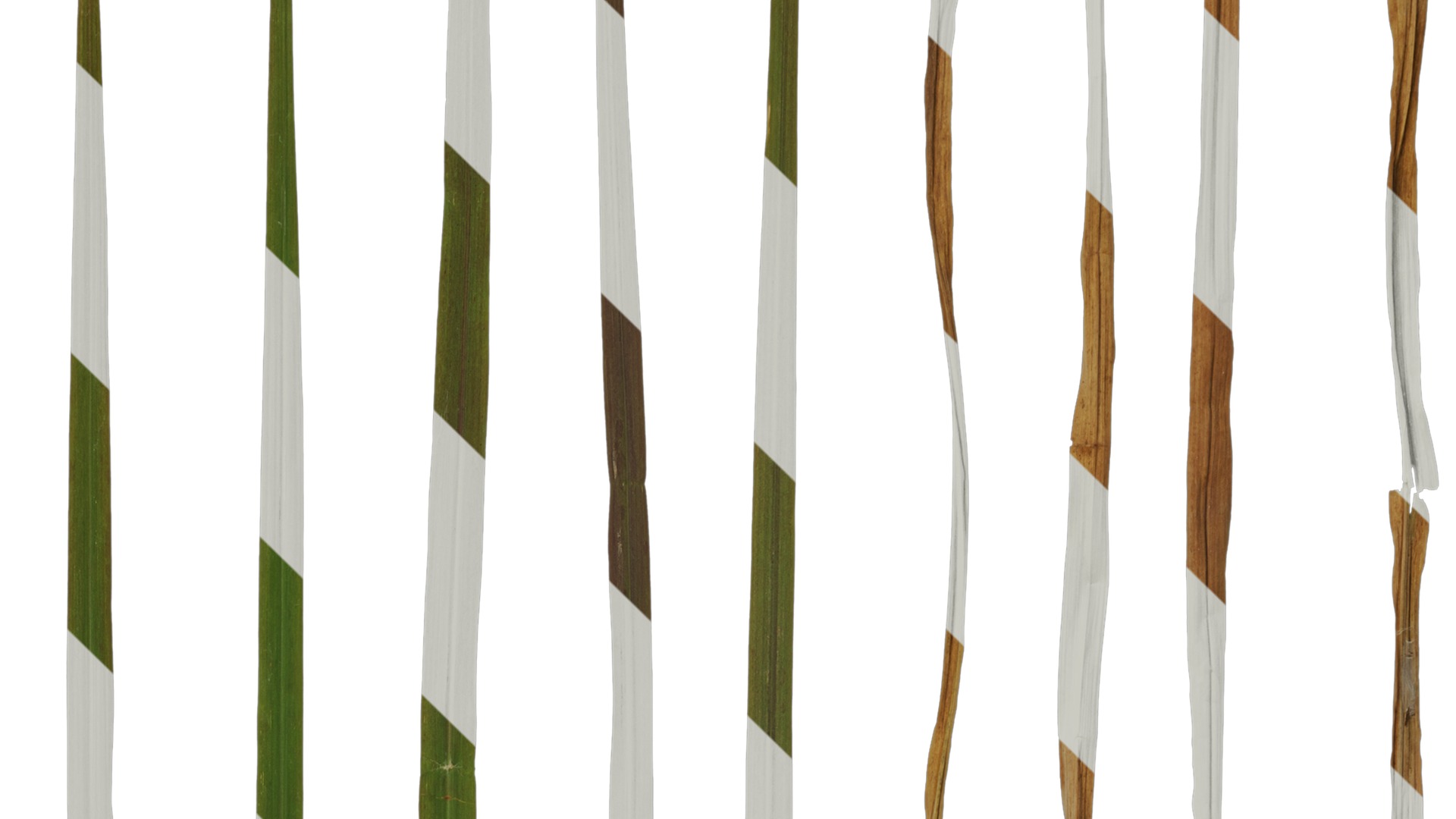 Anydrafts Pennisetum setaceum rubrum Leaf 03 Texture_4