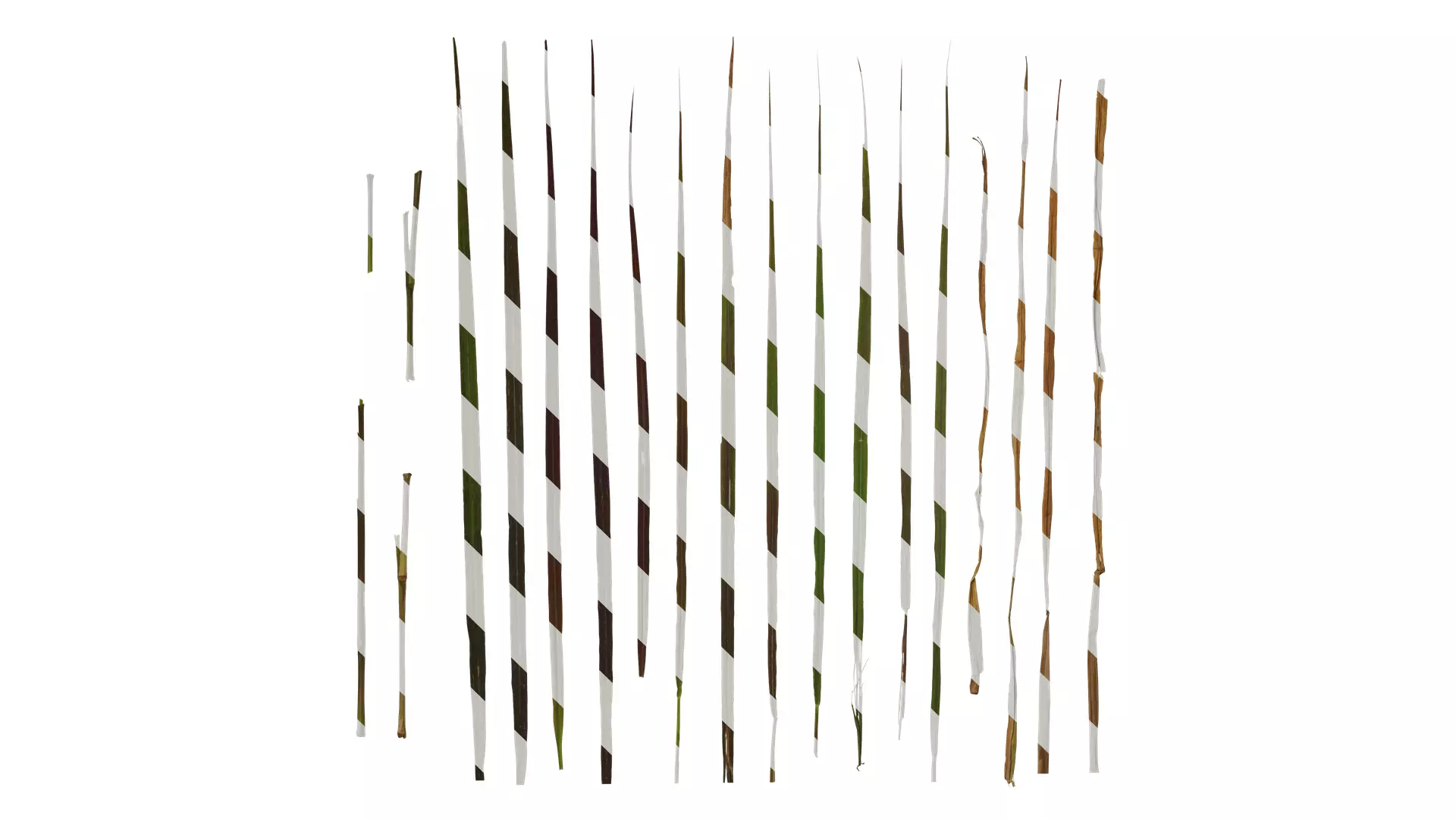 Anydrafts Pennisetum setaceum rubrum Leaf 03 Texture_0