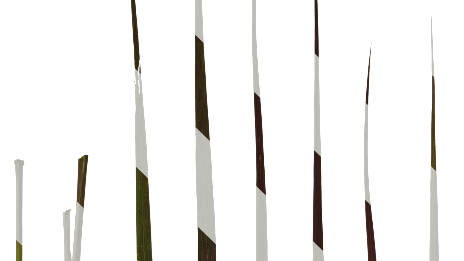 Anydrafts Pennisetum setaceum rubrum Leaf 03 Texture_1