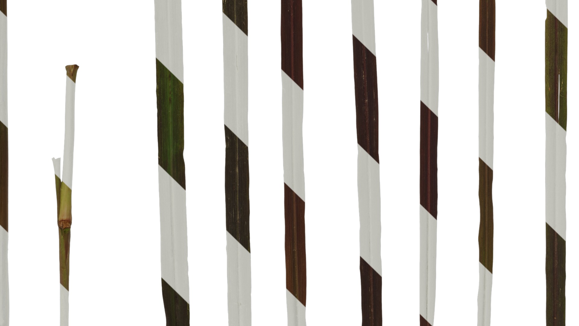 Anydrafts Pennisetum setaceum rubrum Leaf 03 Texture_5