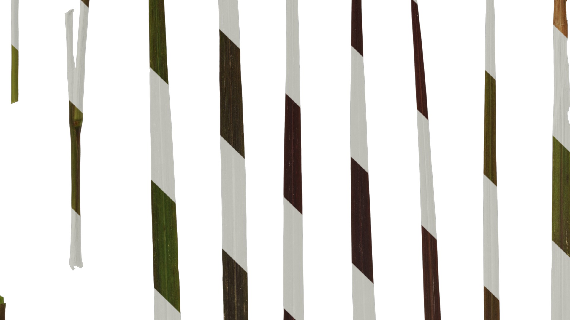 Anydrafts Pennisetum setaceum rubrum Leaf 03 Texture_3