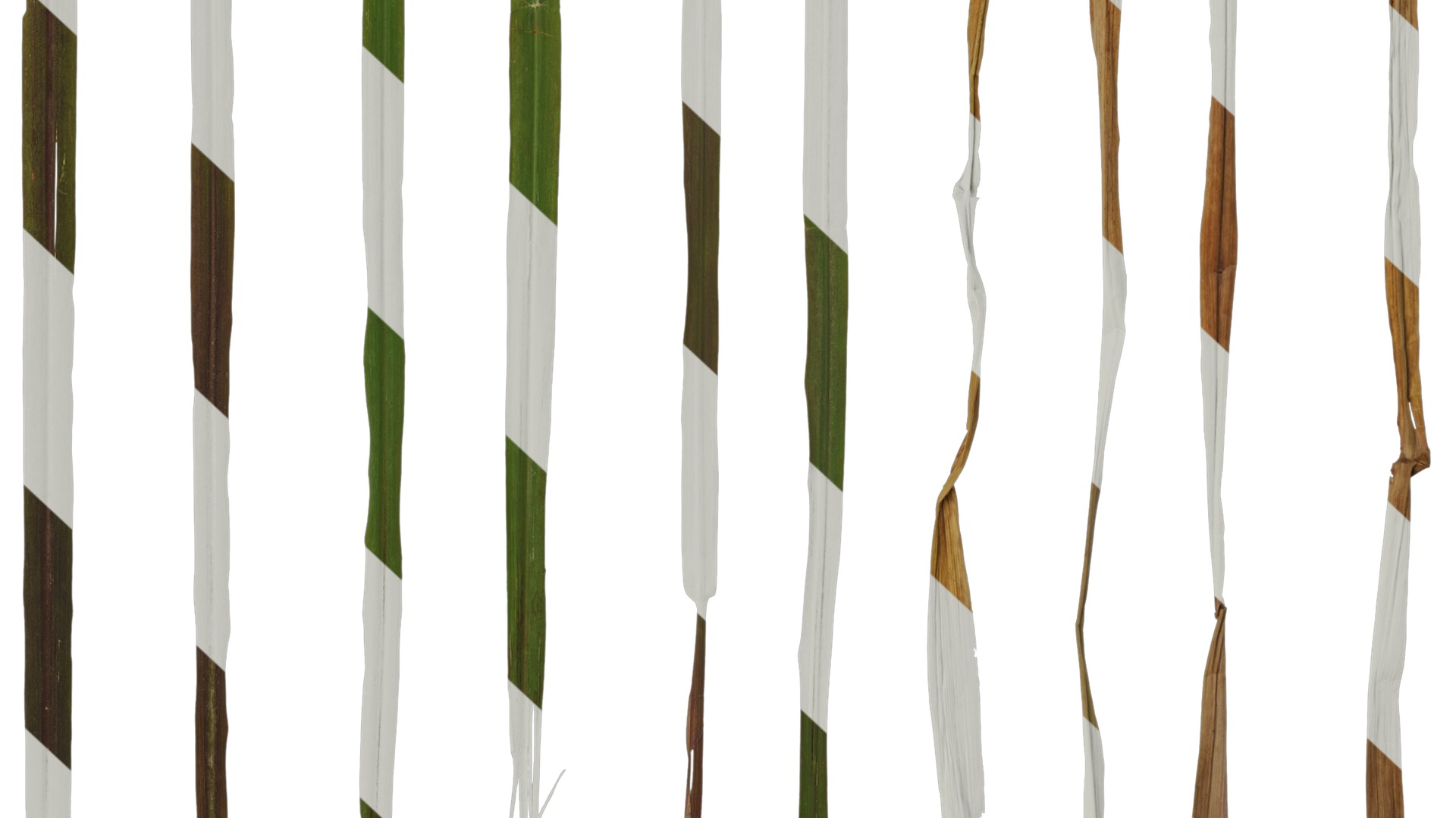 Anydrafts Pennisetum setaceum rubrum Leaf 03 Texture_6