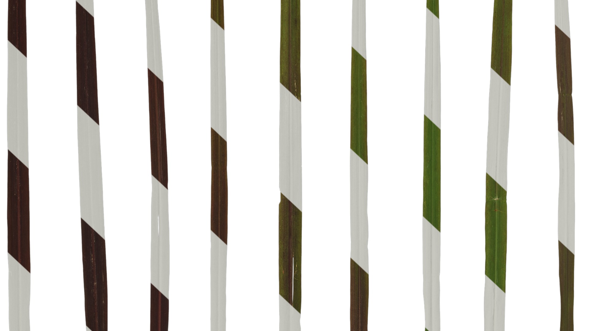 Anydrafts Pennisetum setaceum rubrum Leaf 03 Texture_7