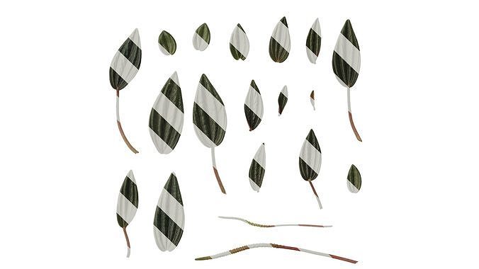Anydrafts Peperomia rosso Leaf 01 F Texture