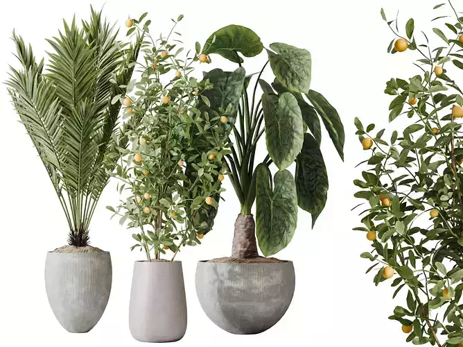 AV Indoor plants set175 Palm and Cunjevoi Jardin and Orange Tree 3D model