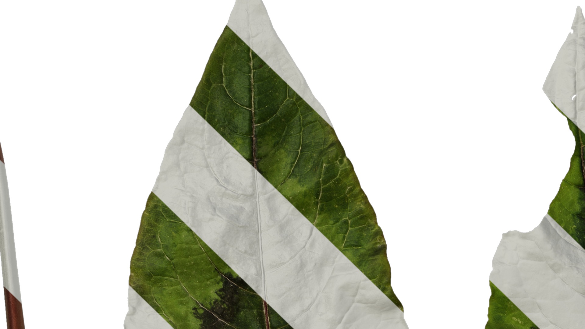 Anydrafts Persicaria runcinata sinensis Leaf 01 Texture_1