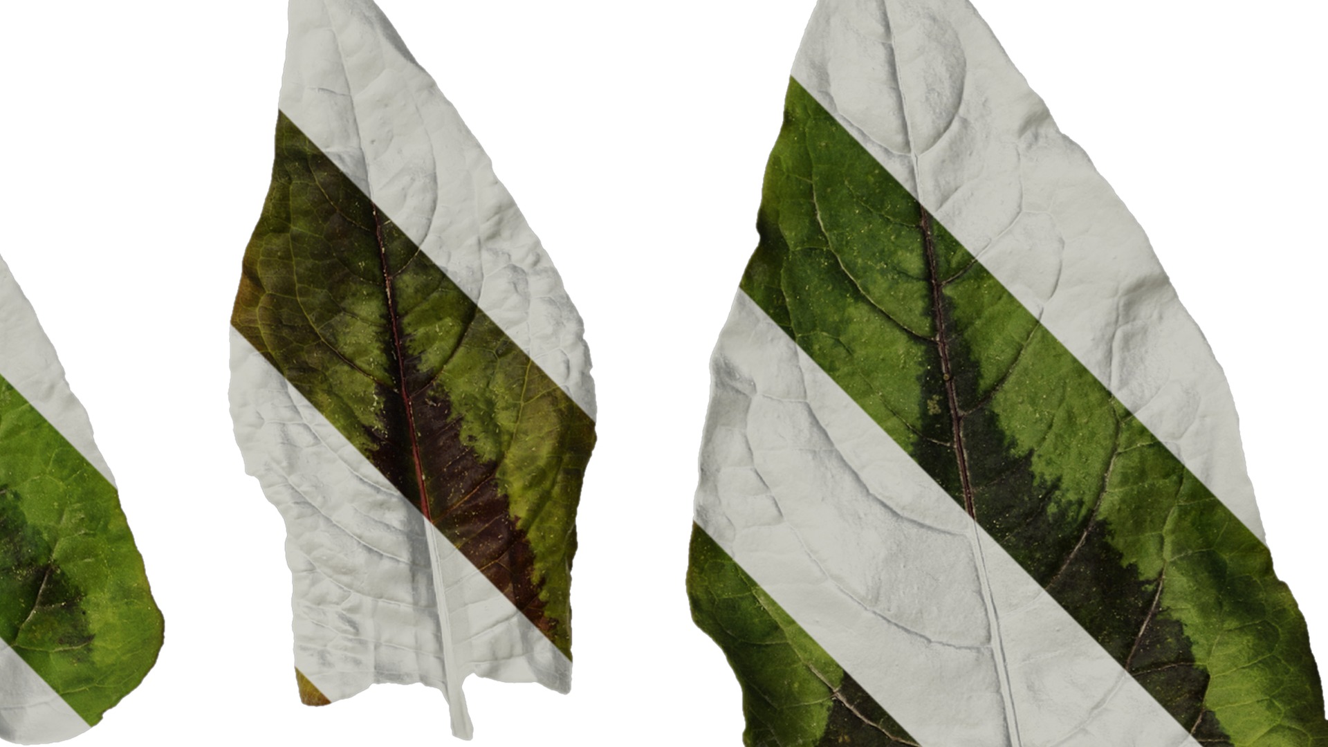 Anydrafts Persicaria runcinata sinensis Leaf 01 Texture_2