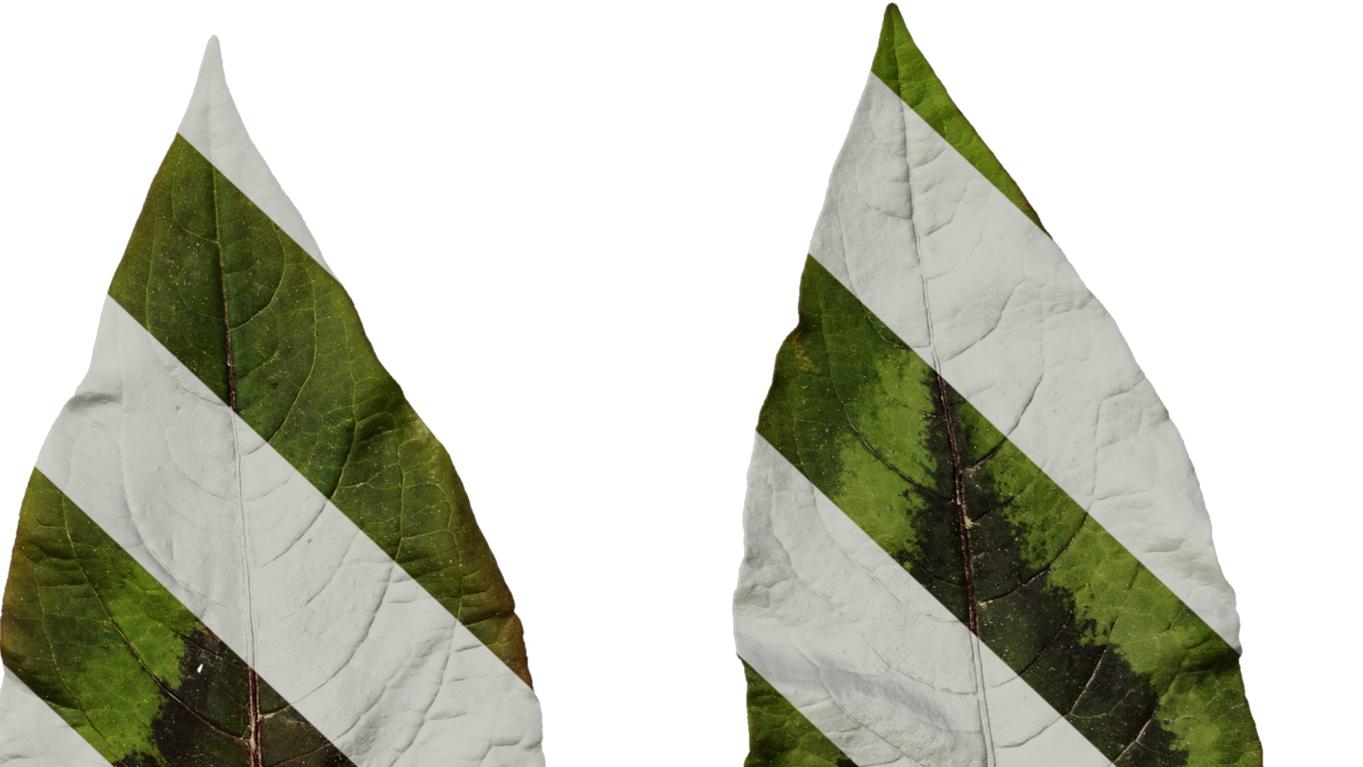 Anydrafts Persicaria runcinata sinensis Leaf 01 Texture_6