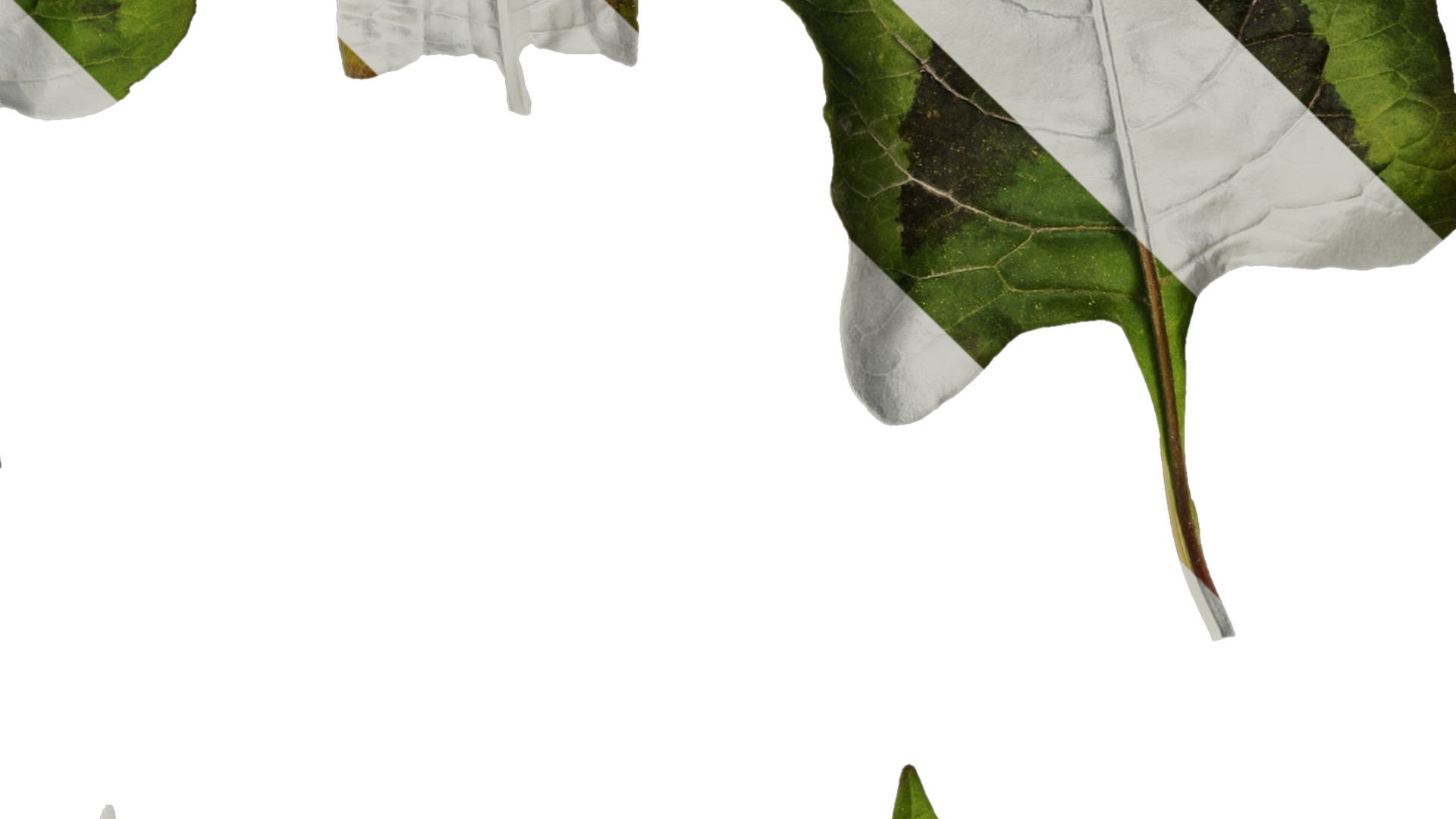 Anydrafts Persicaria runcinata sinensis Leaf 01 Texture_4