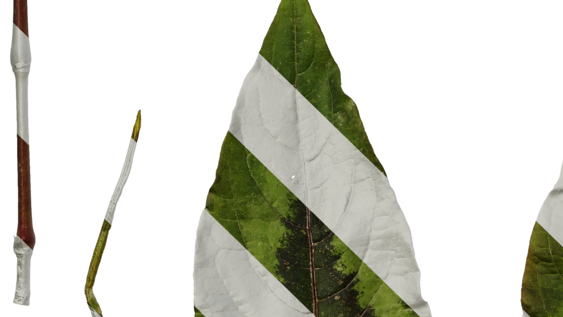 Anydrafts Persicaria runcinata sinensis Leaf 01 Texture_5