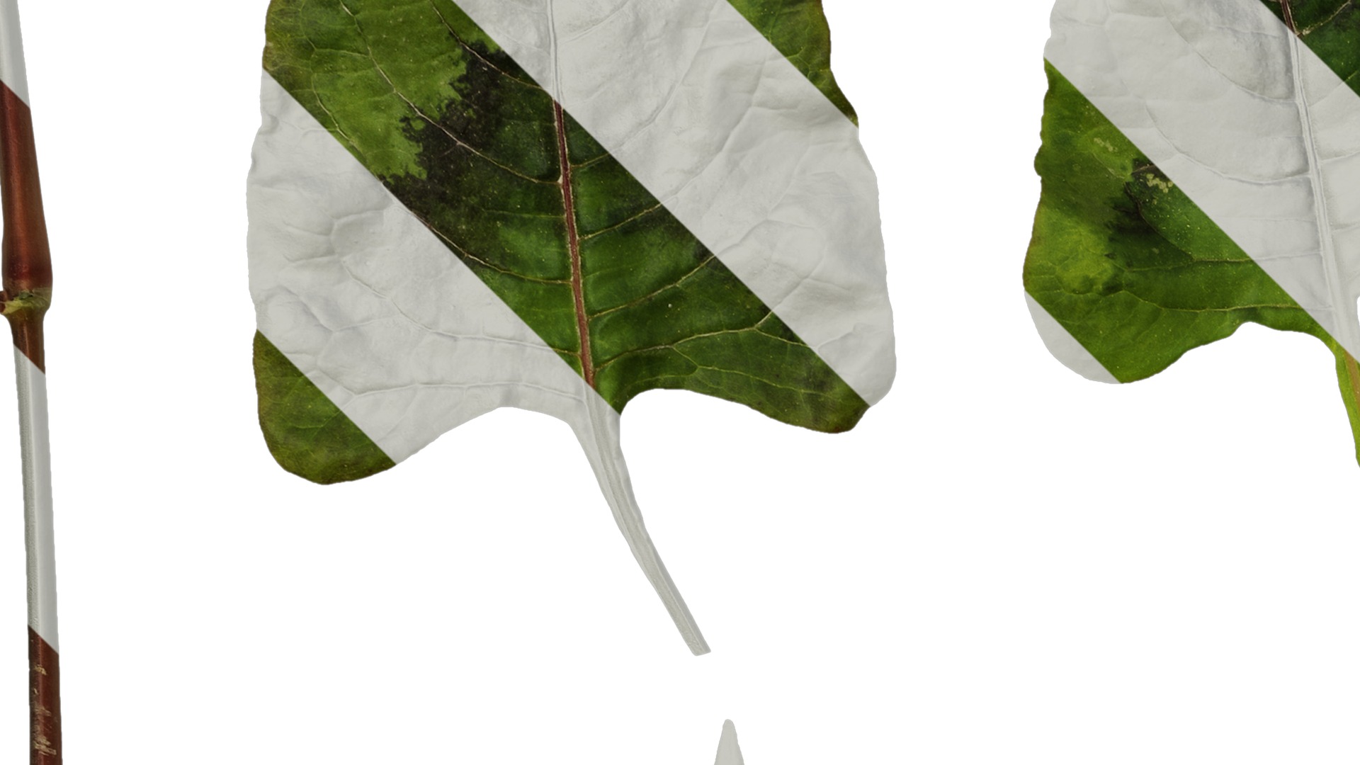 Anydrafts Persicaria runcinata sinensis Leaf 01 Texture_3