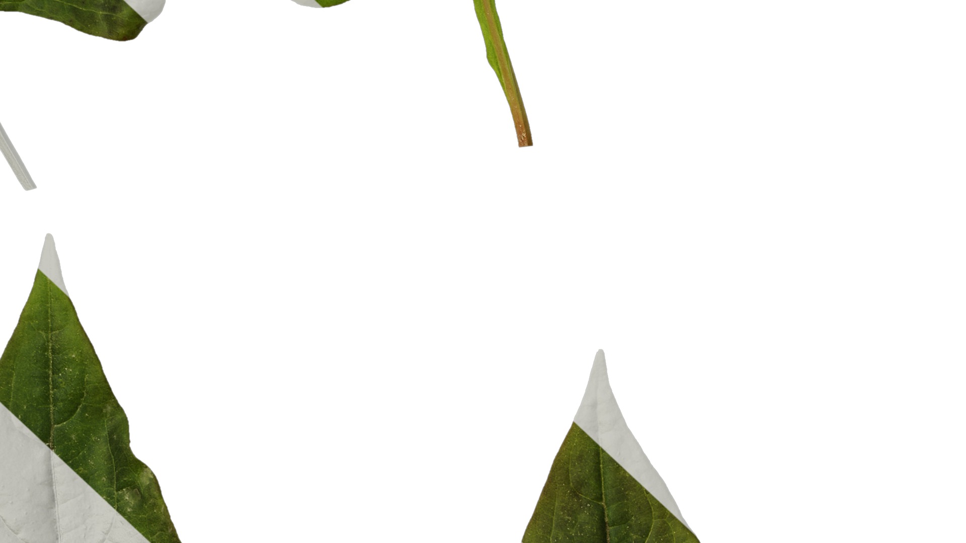 Anydrafts Persicaria runcinata sinensis Leaf 01 Texture_7