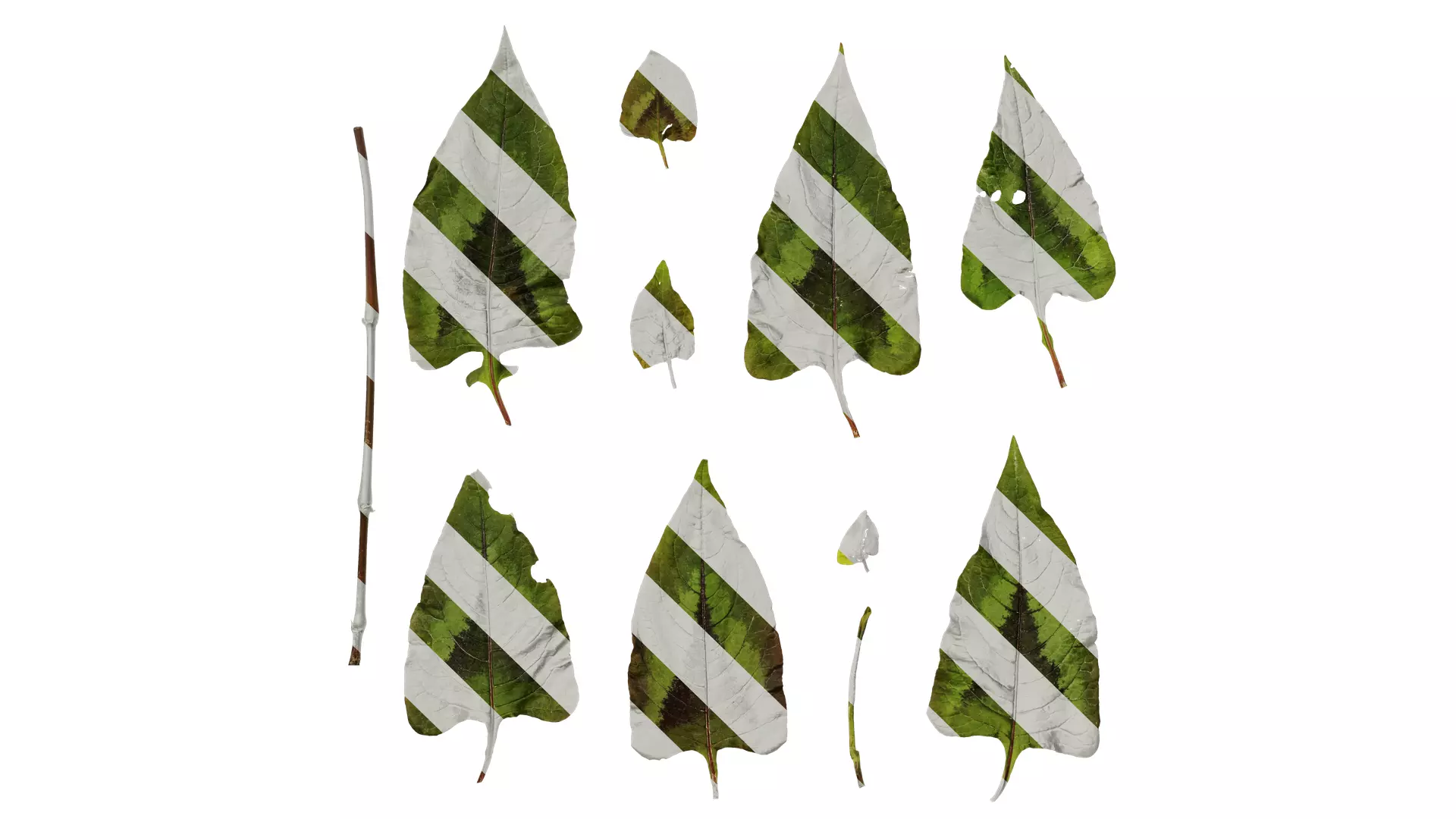 Anydrafts Persicaria runcinata sinensis Leaf 02 Texture