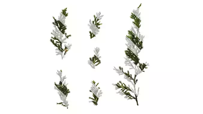 Anydrafts Sabina procumbens Atlas 17