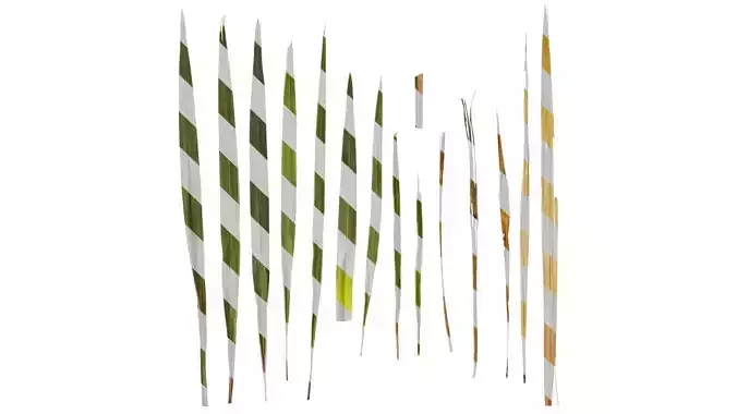 Anydrafts Phormium sundowner Leaf 01