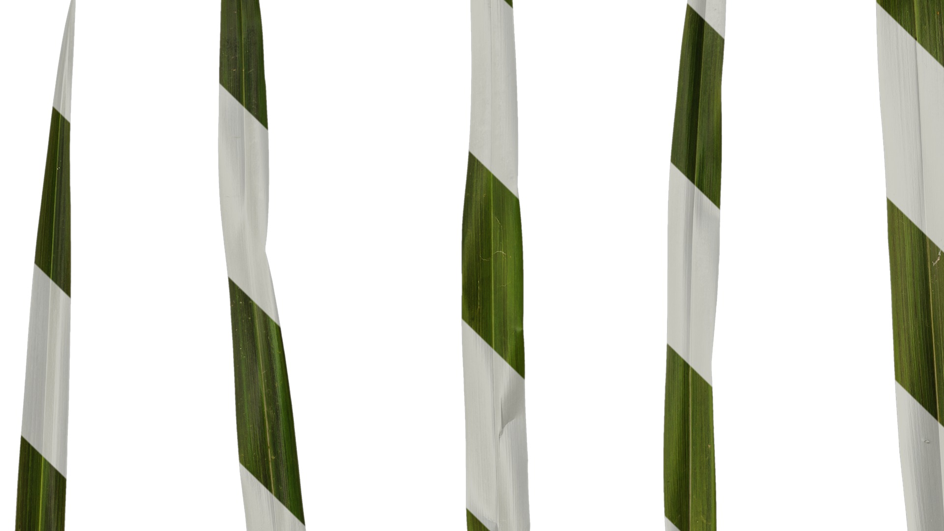 Anydrafts Phormium sundowner Leaf 02 Texture_3