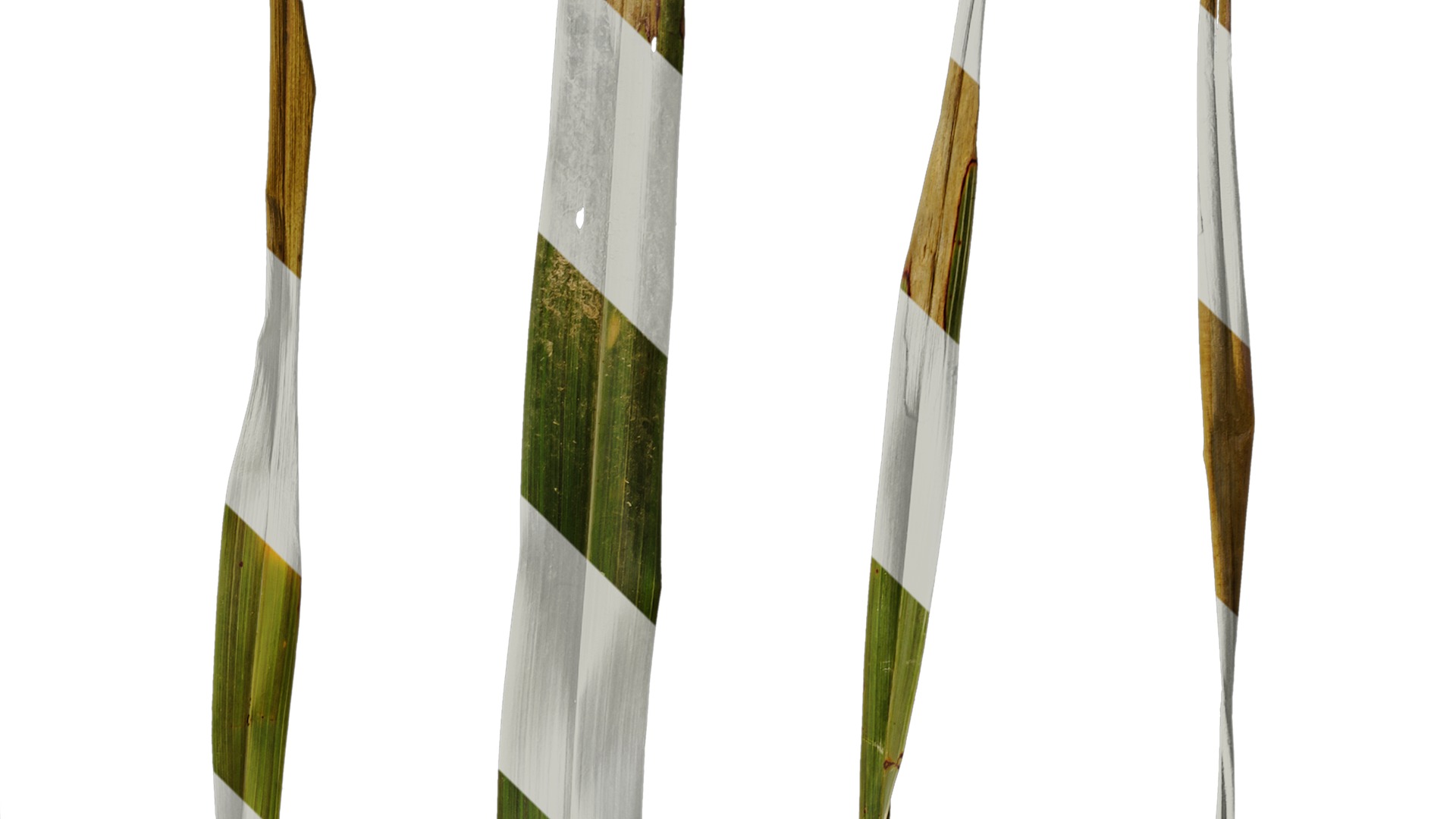 Anydrafts Phormium sundowner Leaf 02 Texture_4