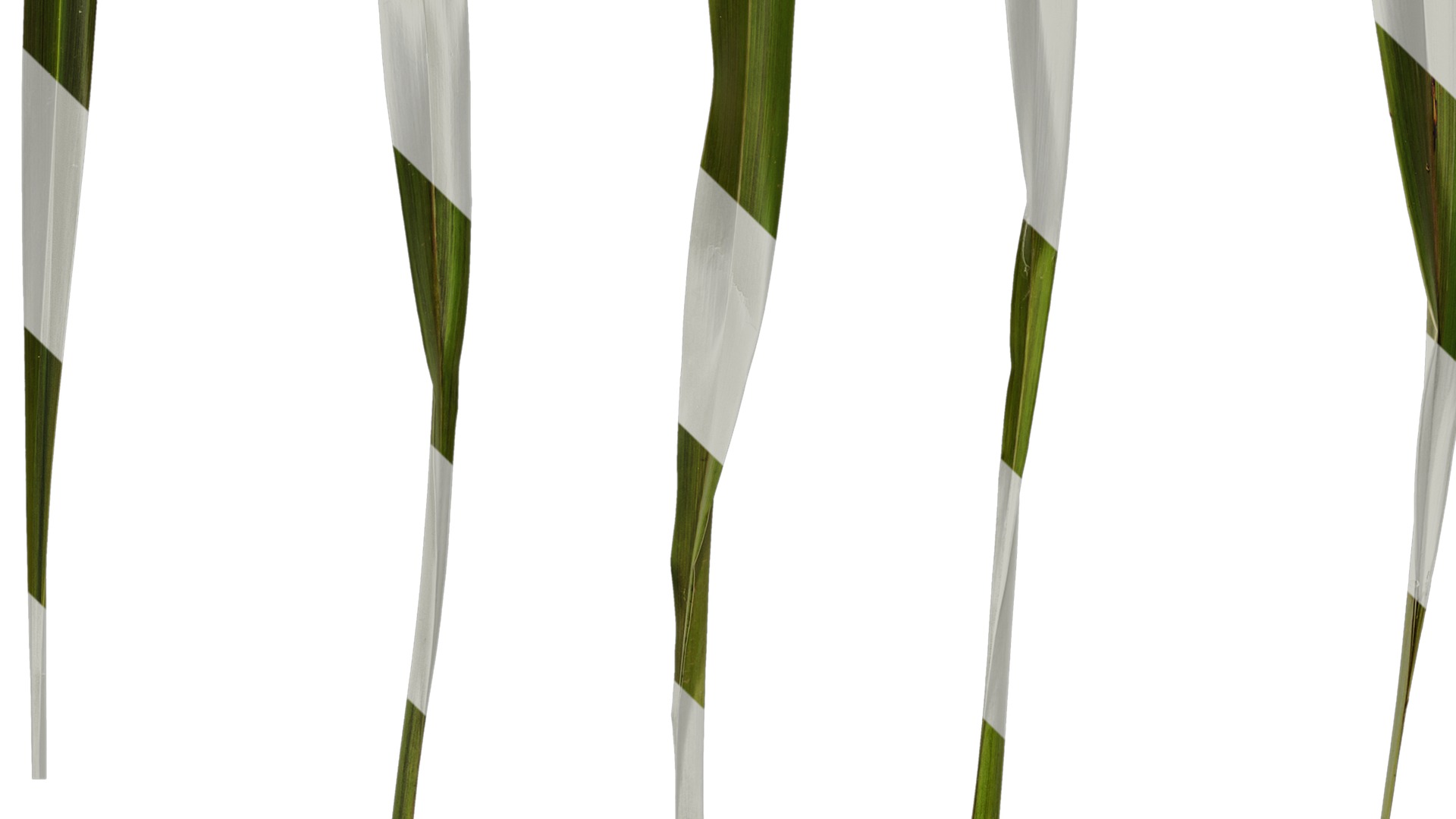 Anydrafts Phormium sundowner Leaf 02 Texture_5