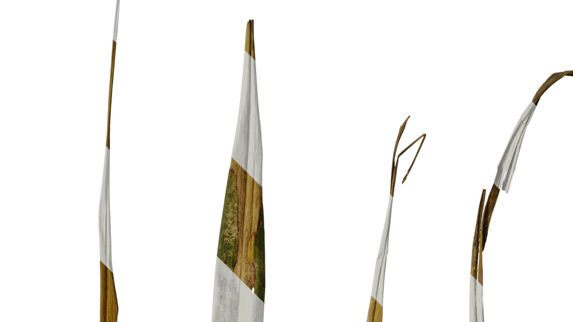 Anydrafts Phormium sundowner Leaf 02 Texture_2