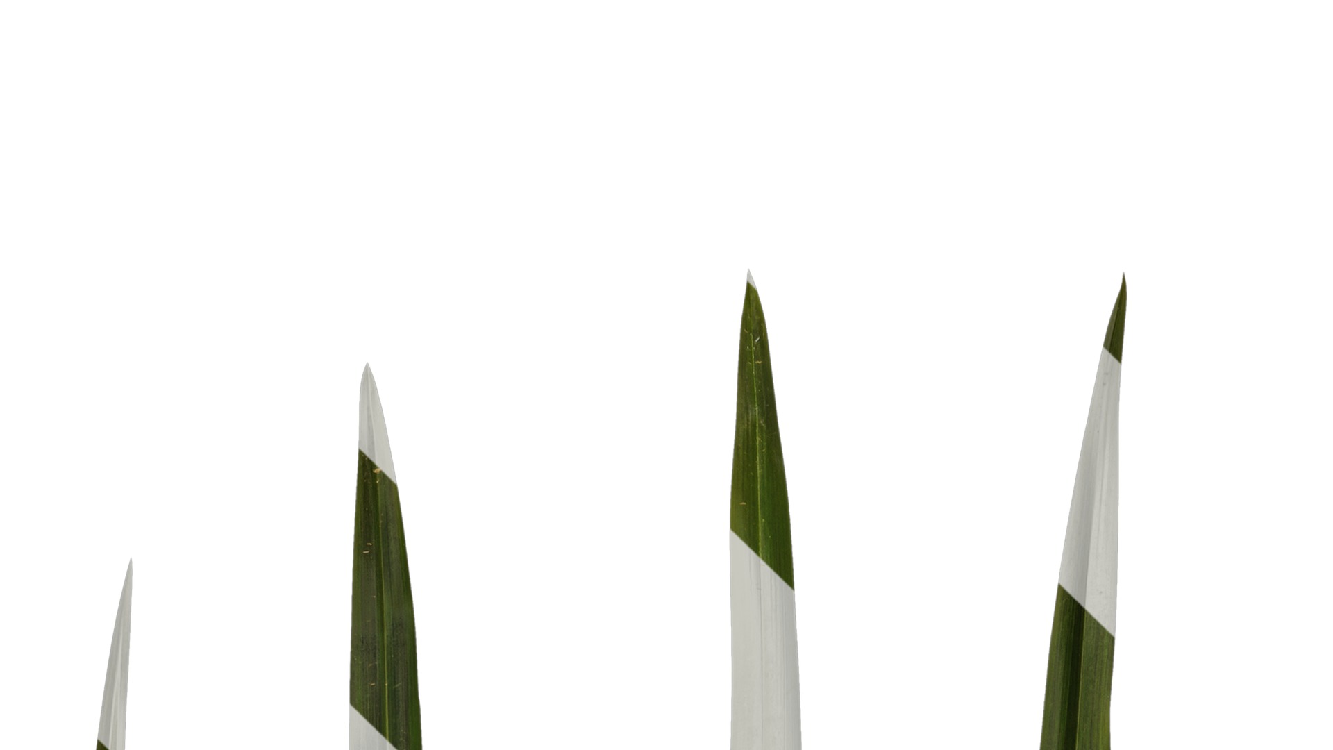 Anydrafts Phormium sundowner Leaf 02 Texture_1