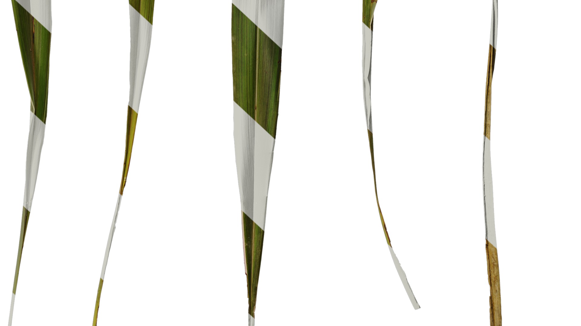 Anydrafts Phormium sundowner Leaf 02 Texture_6