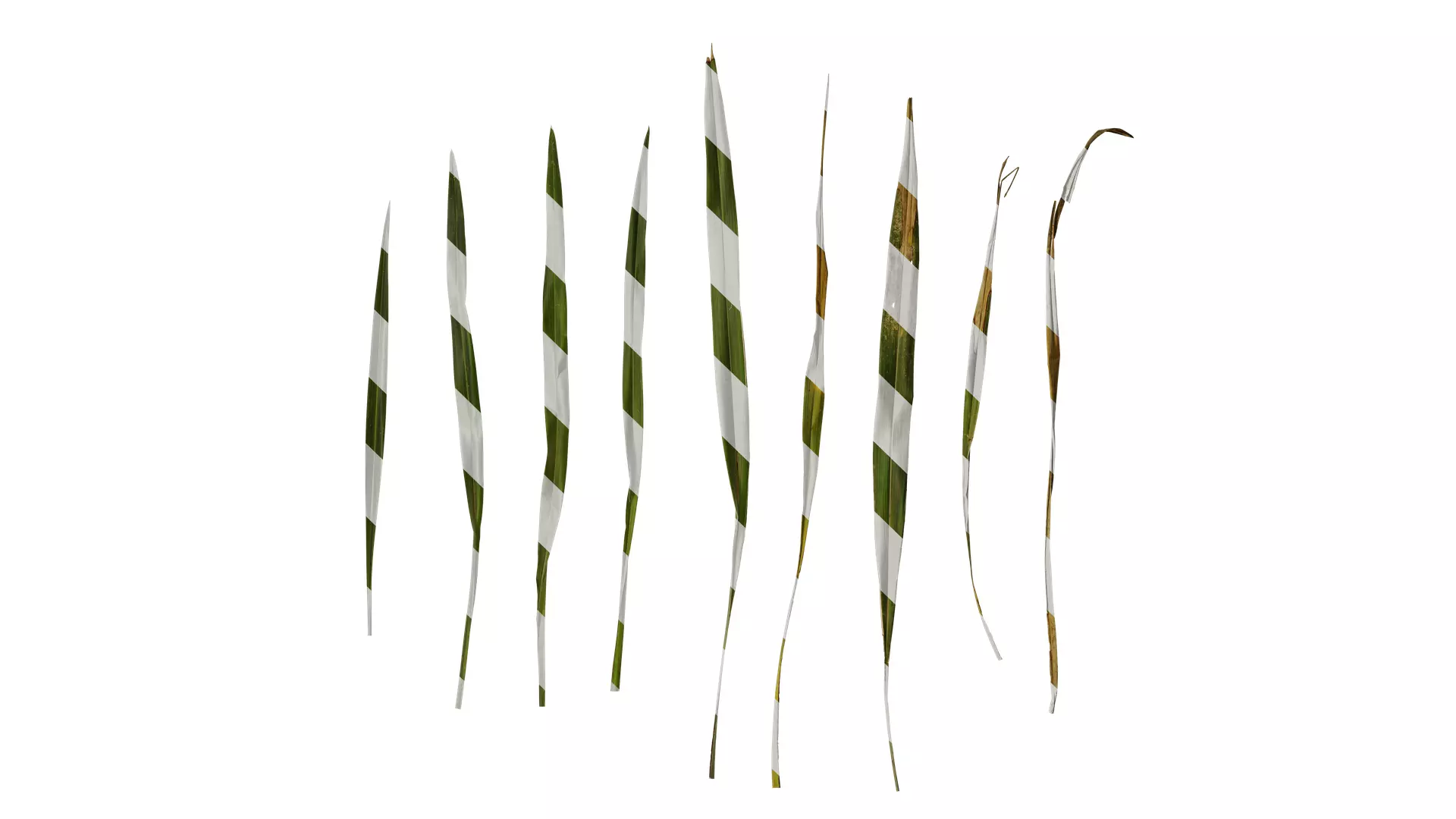 Anydrafts Phormium sundowner Leaf 02 Texture_0