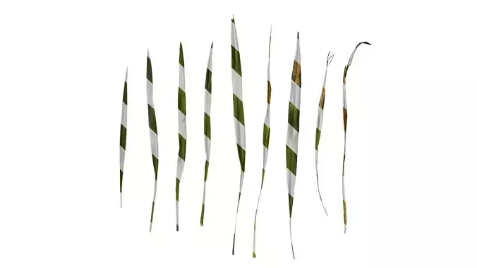 Anydrafts Phormium sundowner Leaf 02