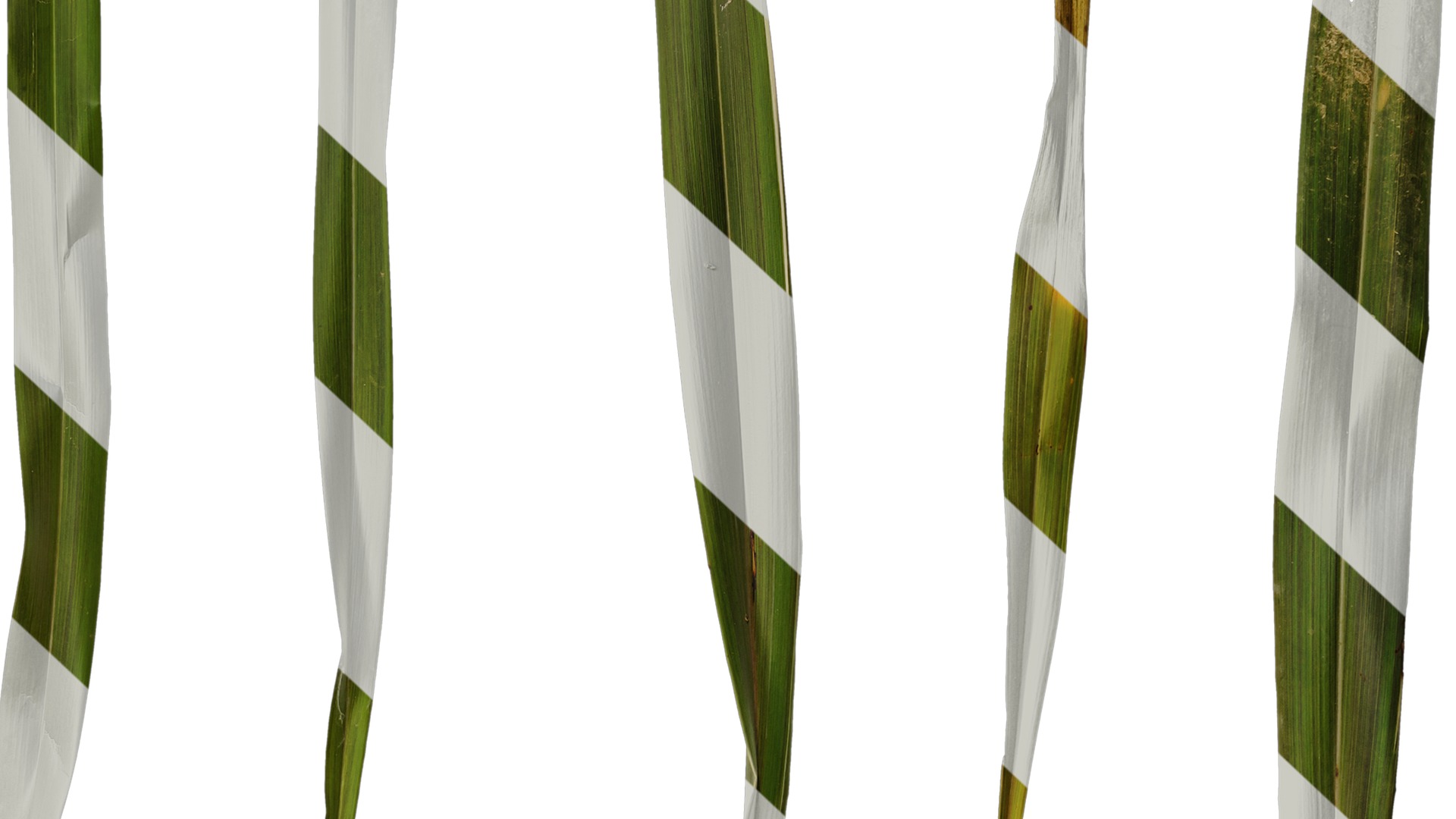 Anydrafts Phormium sundowner Leaf 02 Texture_7