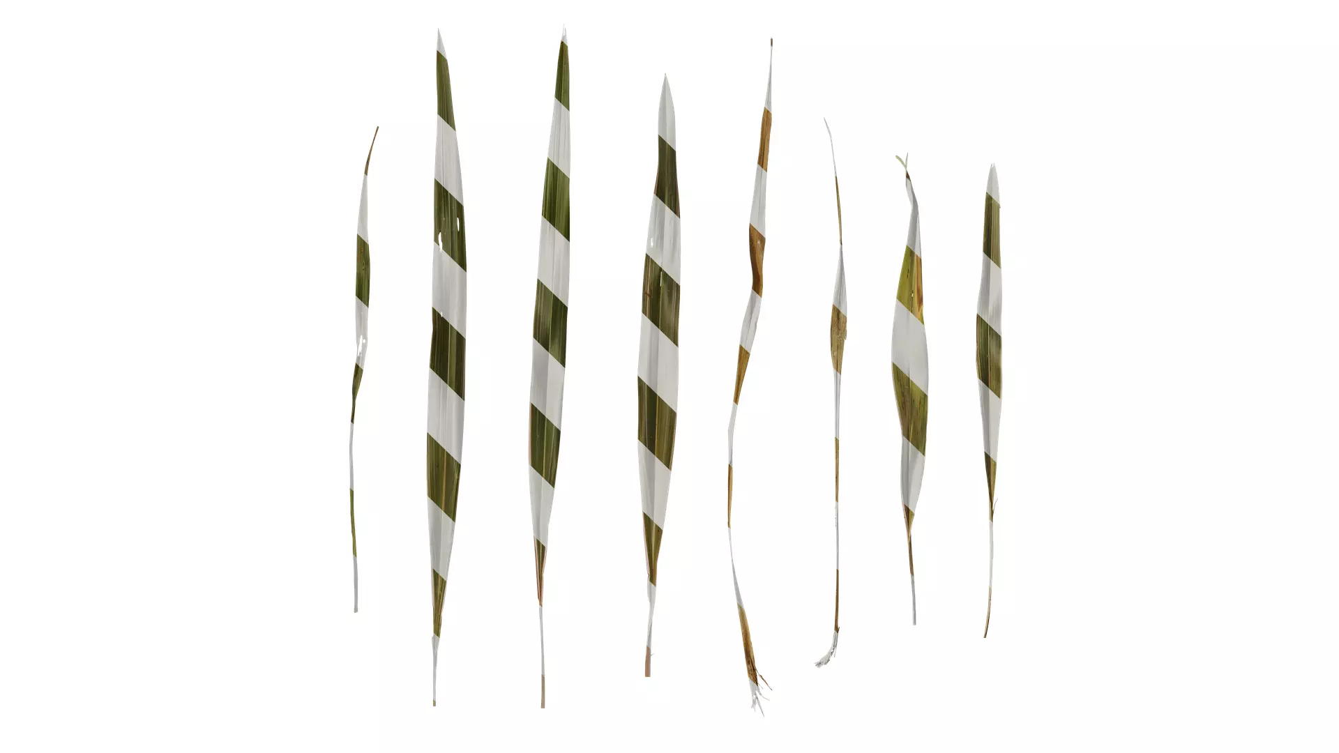 Anydrafts Phormium sundowner Leaf 03 Texture_0