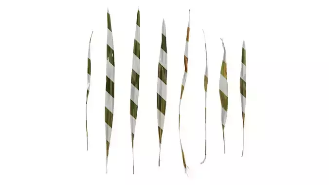 Anydrafts Phormium sundowner Leaf 03