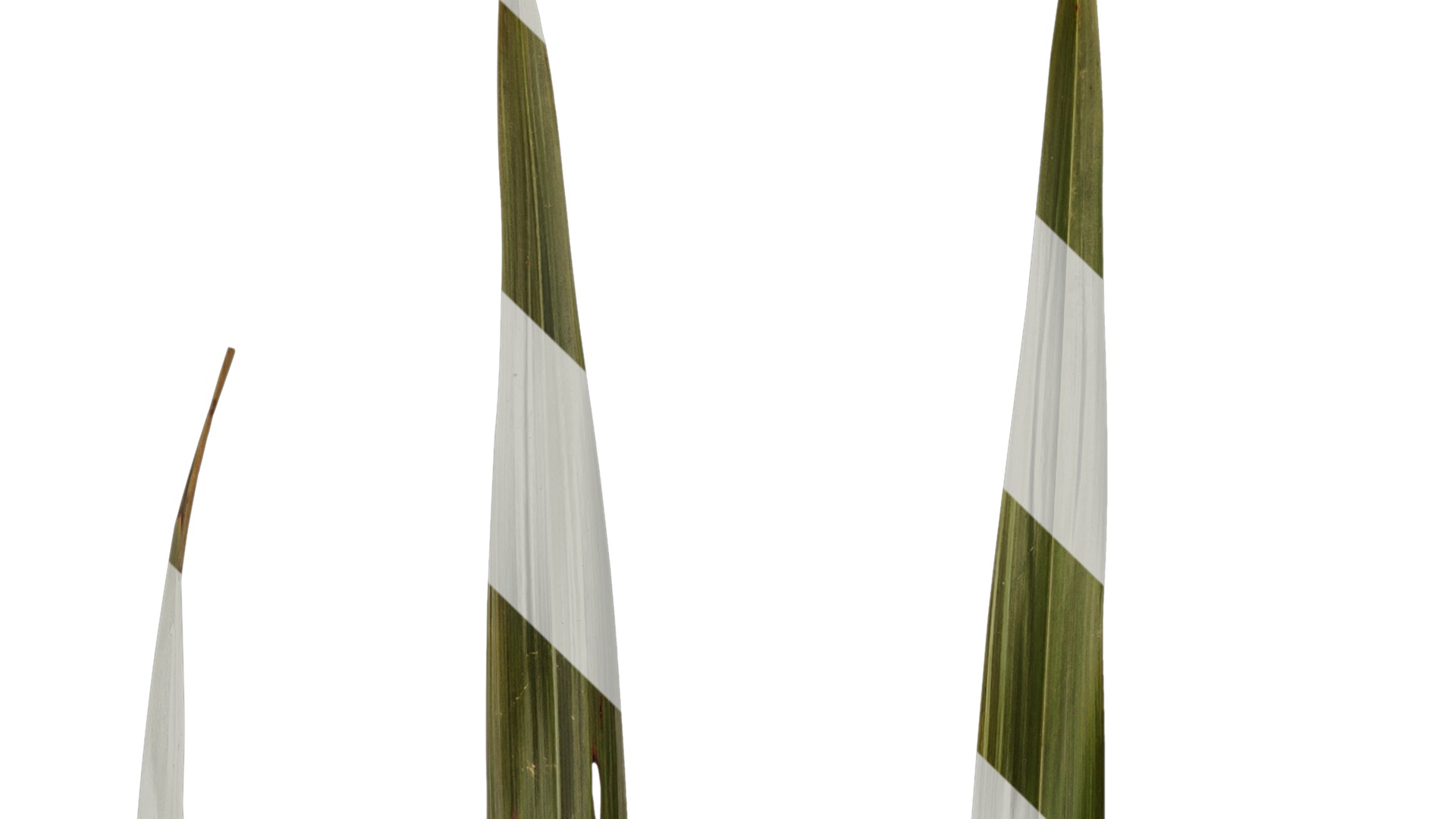 Anydrafts Phormium sundowner Leaf 03 Texture_1