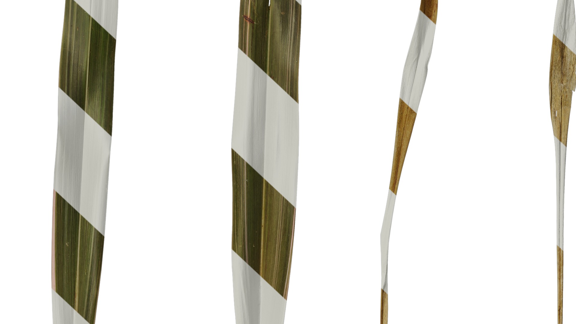 Anydrafts Phormium sundowner Leaf 03 Texture_7