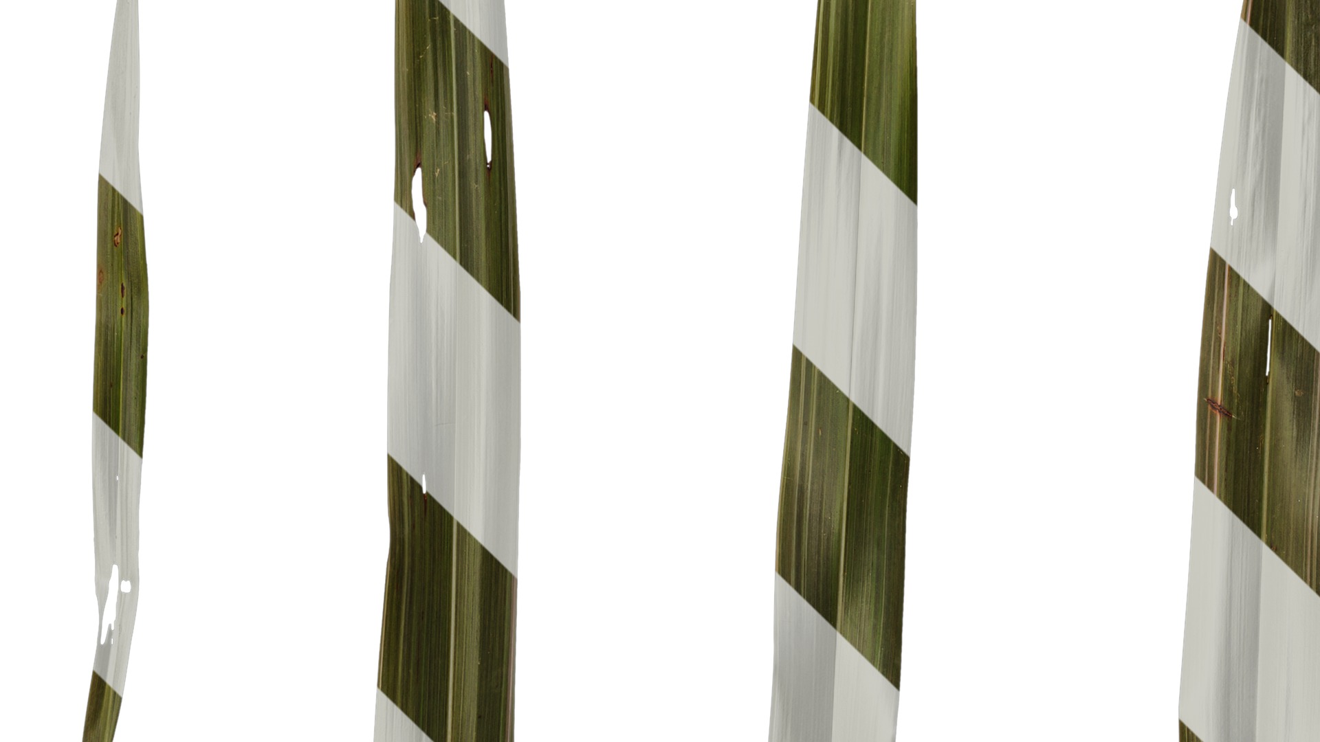 Anydrafts Phormium sundowner Leaf 03 Texture_3