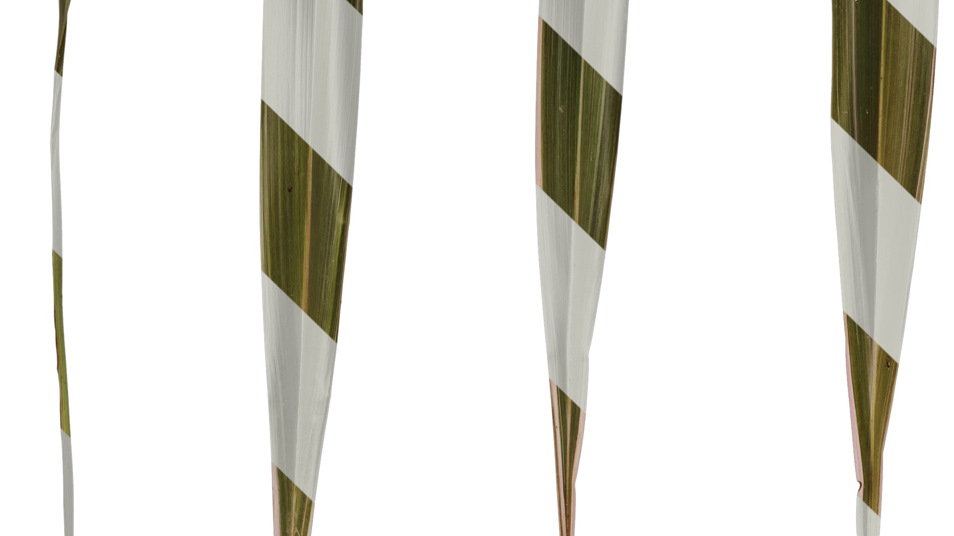 Anydrafts Phormium sundowner Leaf 03 Texture_5