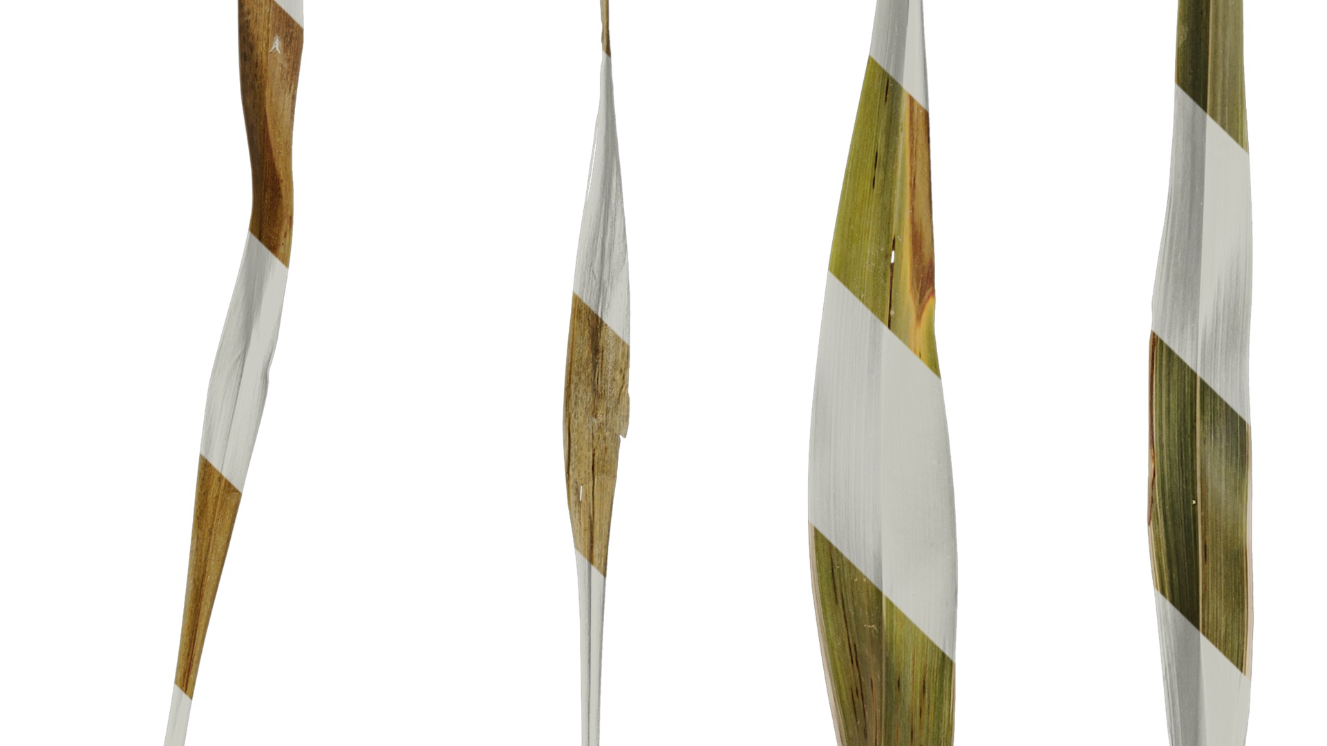 Anydrafts Phormium sundowner Leaf 03 Texture_4