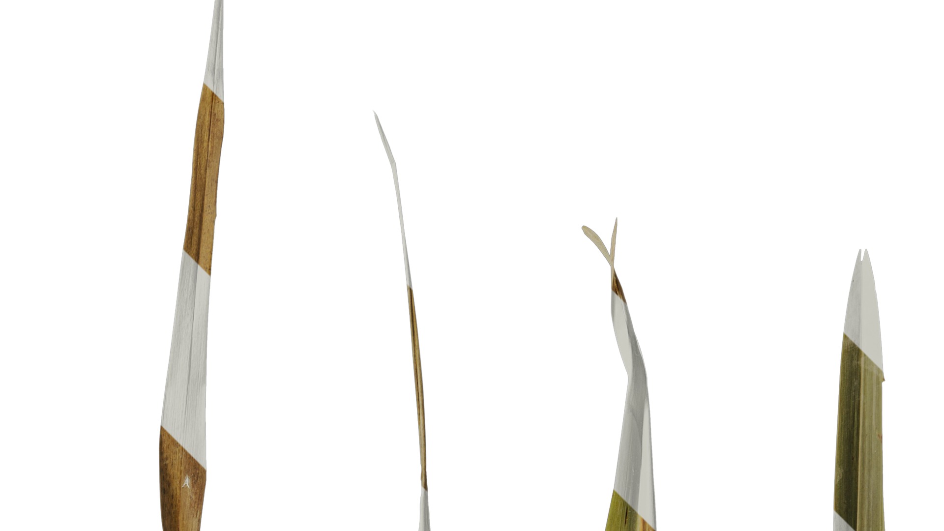 Anydrafts Phormium sundowner Leaf 03 Texture_2