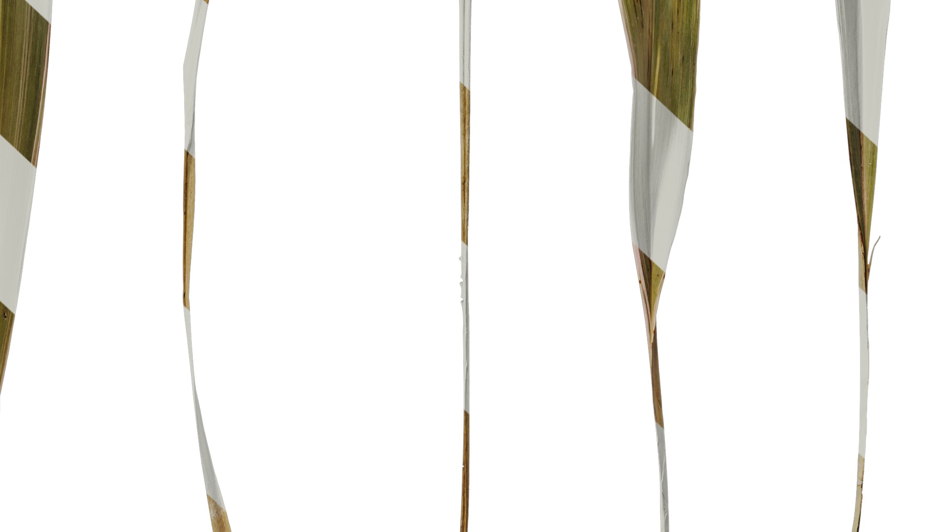 Anydrafts Phormium sundowner Leaf 03 Texture_6