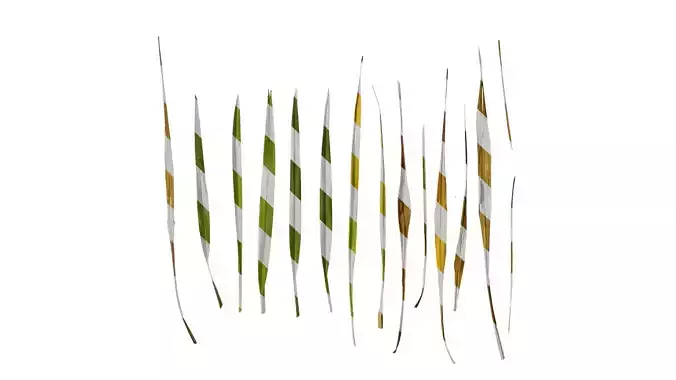 Anydrafts Phormium tenax Leaf 01