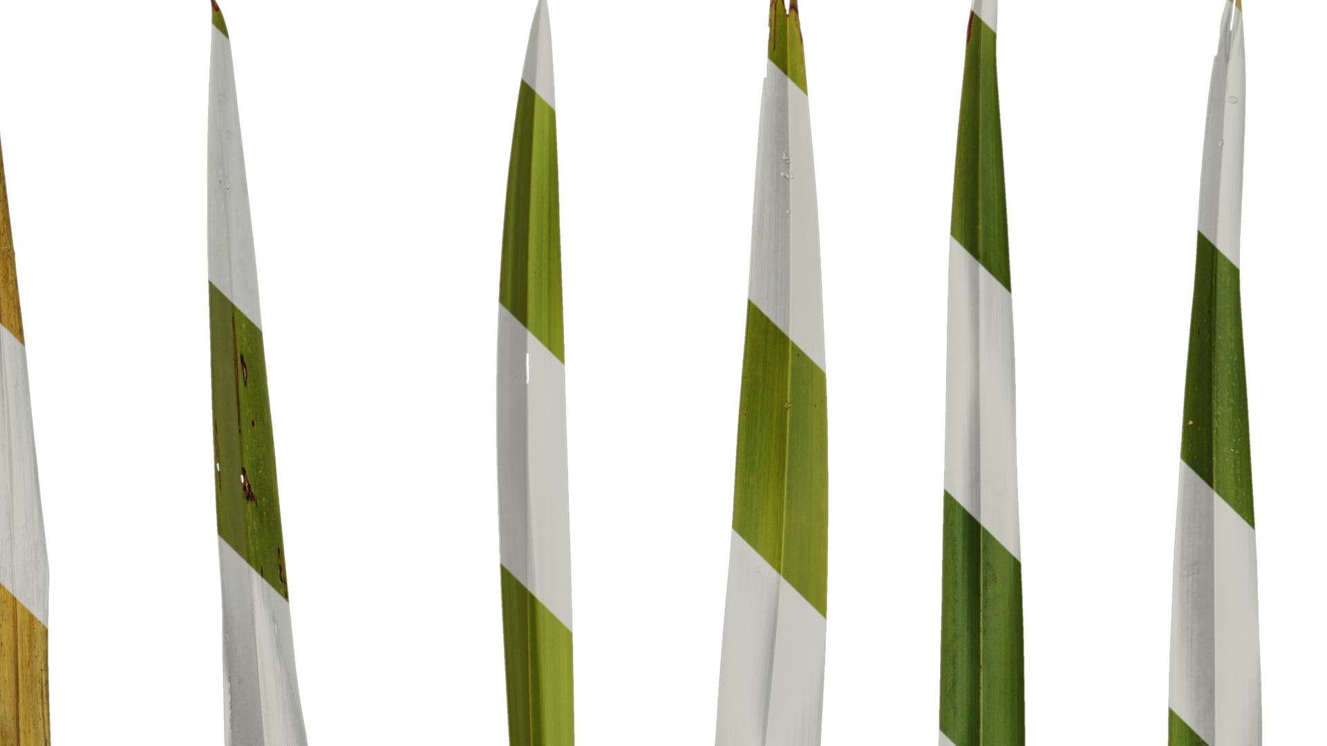 Anydrafts Phormium tenax Leaf 01 Texture_3