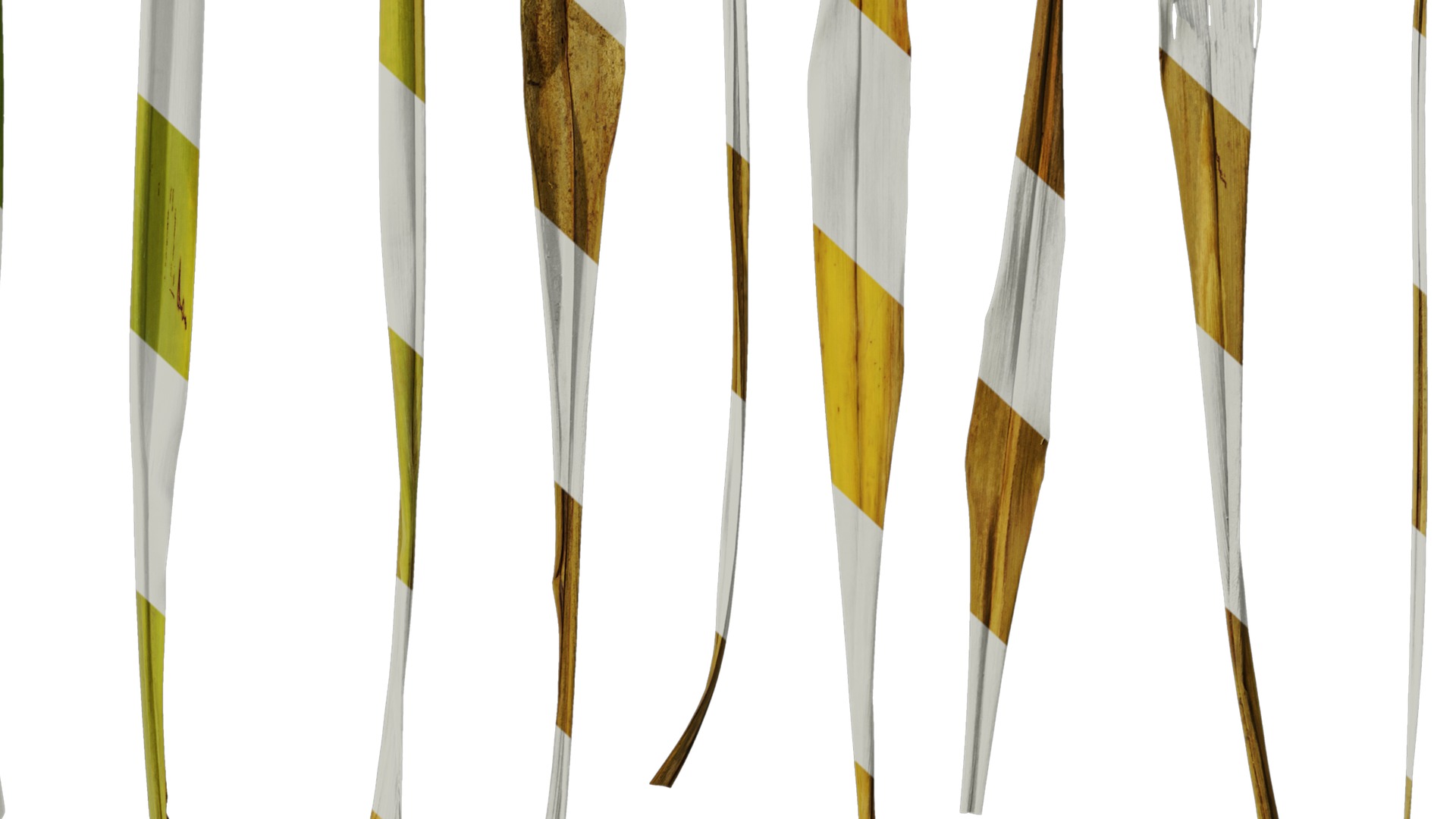 Anydrafts Phormium tenax Leaf 01 Texture_6