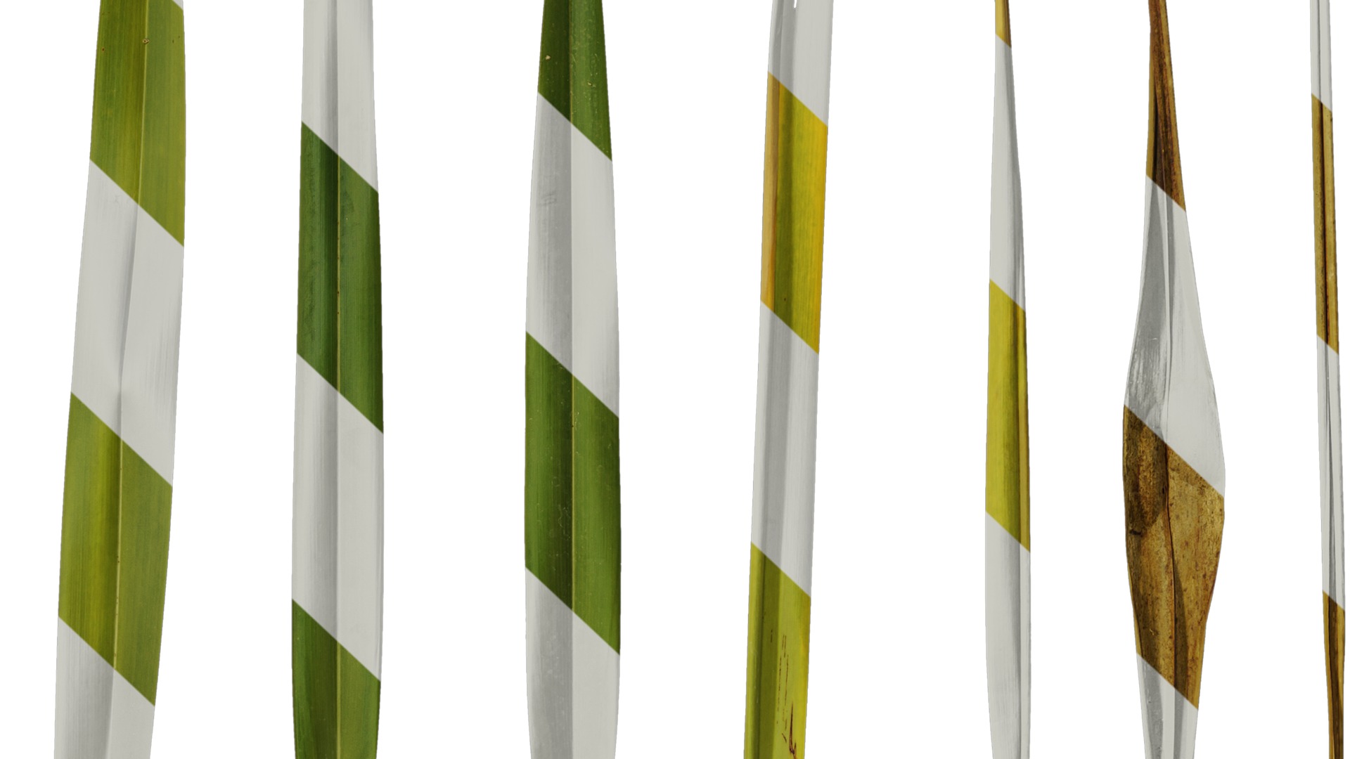 Anydrafts Phormium tenax Leaf 01 Texture_7