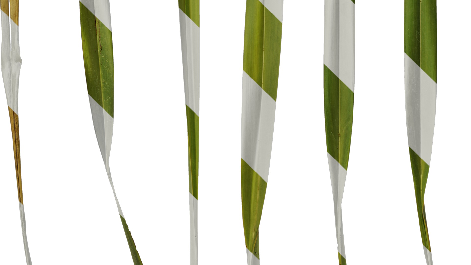 Anydrafts Phormium tenax Leaf 01 Texture_5