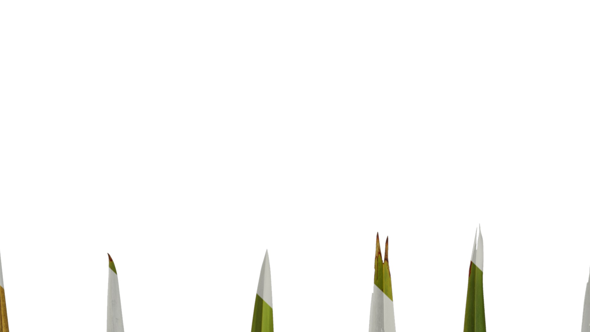 Anydrafts Phormium tenax Leaf 01 Texture_1