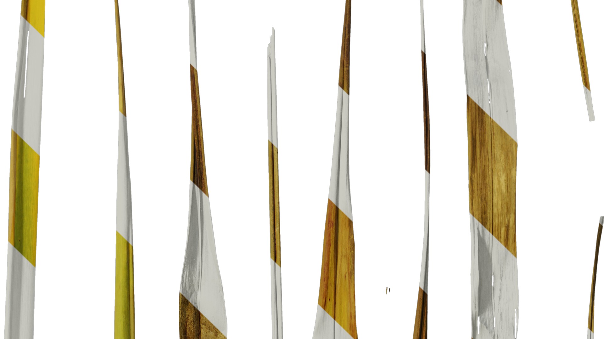 Anydrafts Phormium tenax Leaf 01 Texture_4