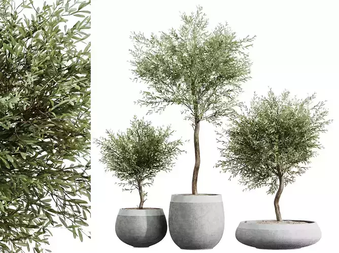 AV House Plants Olive Elegant Mission Kalamata Arbequina Set01